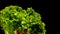 Water drops fly over a bunch of wet lettuce