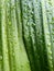 Water drops on Fragrant Dracaena