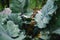 Water drops on fresh cabbage leaves in orchard.