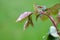 Water drops on fresh rose`s leaf after rain