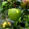 Water drops and fruit madness. Small apples in an apple tree in orchard, in early summer