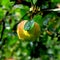 Water drops and fruit madness. Small apples in an apple tree in orchard, in early summer