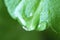 water drops on geranium green fresh leaves, closeup
