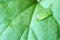 water drops on geranium green fresh leaves, closeup