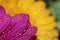 Water drops on gerbera