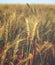 Water drops on golden wheat in field at morning - vintage.