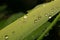 Water drops on grass blade