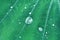 Water drops on green araceae leaf texture, beautiful nature texture background concept