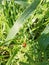 Water drops on green bushes and ladybird