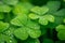 Water drops on green clover, macro detail, freshness of nature, Irish luck symbol, background with copy space