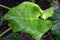 Water drops on Green edible root taro leave.