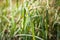 Water drops on green grass. Close-up. Early sunny morning.