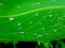 Water drops on green leaf, Beautiful nuture background.