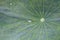 Water drops on a green leaf. Bone lotus leaf details. Green backgrounds. Closeup of rain drop on lotus leaf