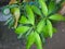 water drops on green leaf, fresh mint leaves, mango tree leaf, green mango plant.