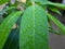 water drops on green leaf, fresh mint leaves, mango tree leaf, green mango plant.