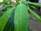 water drops on green leaf, fresh mint leaves, mango tree leaf, green mango plant.