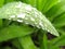 Water drops on green leaf. Macro. Closeup