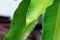 Water drops on a green leaf mango for background