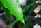 Water drops on a green leaf mango for background