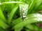 Water drops on green leaf. Plant moisturize. Macro. Closeup