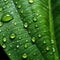 Water drops on green leaf. Rain drops on green leaf macro photo water drops of dew.