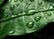 Water_drops_on_green_leaf_in_rays_of_1690444303150_2
