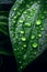 Water_drops_on_green_leaf_in_rays_of_1690444303150_6