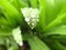 Water drops on green leaf.  Super macro. Closeup.