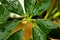 Water drops on green leaves Shefflers. houseplant at home