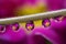 Water drops on a green twig of a plant. The drops reflect pink flowers of the Primrose Primula. Focus on water drops, the flower i