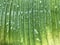 Water drops on green and yellow banana leaf after raining