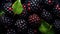 Water Drops on Group of Fresh Blackberries As Defocused Background Close Up