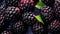 Water Drops on Group of Fresh Blackberries As Defocused Background Close Up
