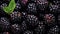 Water Drops on Group of Fresh Blackberries As Defocused Background Close Up