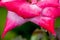 Water drops hanging red rose petals, fresh, natural, close up, macro,