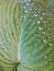 Water drops on hosta leaf