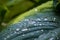 Water drops on the hosta leaves