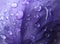 Water drops on iris petal