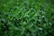 Water drops on knotweed grass. Blurred background. Macro. Garden, garden floriculture