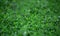 Water drops on knotweed grass. Blurred background. Macro. Garden garden floriculture