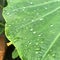 Water drops on leaf