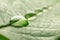 Water drops on a leaf