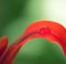 Water drops, leaf and plant in nature, environment or outdoor on a green background in summer. Flower petal, droplet and