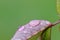 Water drops on leaf after rain, macro