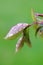 Water drops on leaf after rain, macro, vertical