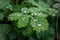 Water drops on a leave reflecting the sun