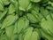 Water drops on leaves of hosta, South Bohemia