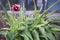 Water drops on the leaves of tulips. Watering or raining. Pon, texture