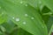 Water drops on Lily of the valley leaf